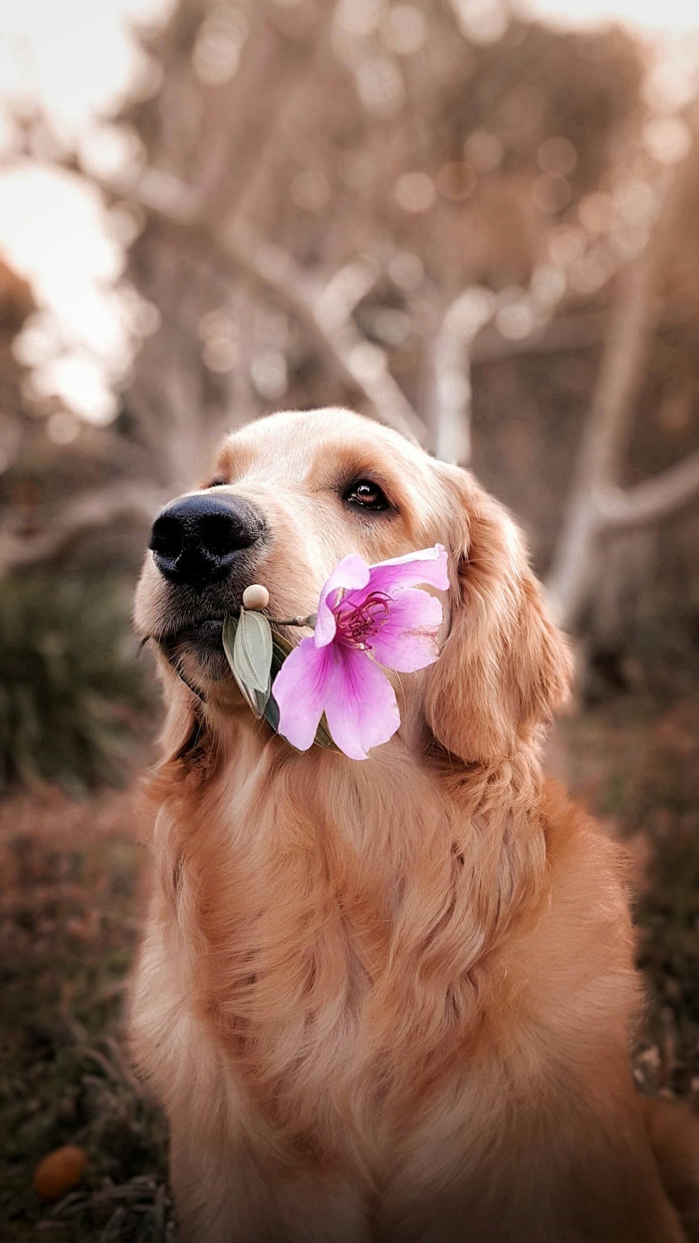 Happy dog enjoying an outdoor moment with premium pet care